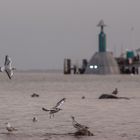 Möwen vor großer Seebrücke