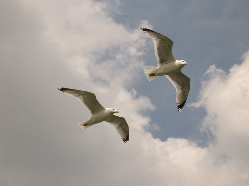 Möwen vor Langeoog