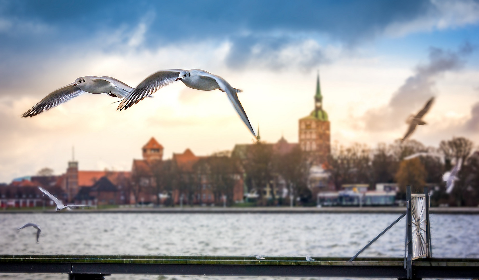 Möwen vor Stralsund