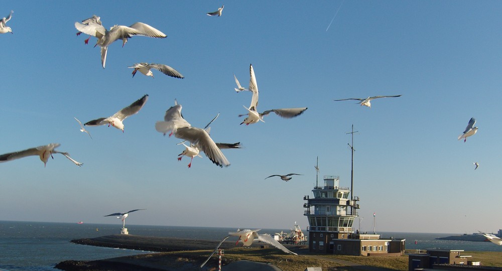 Möwen vor Texel