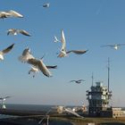 Möwen vor Texel