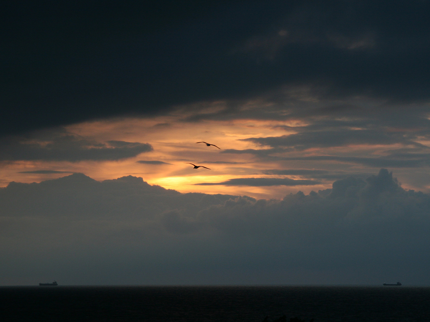 Möwen vor Warnemünde