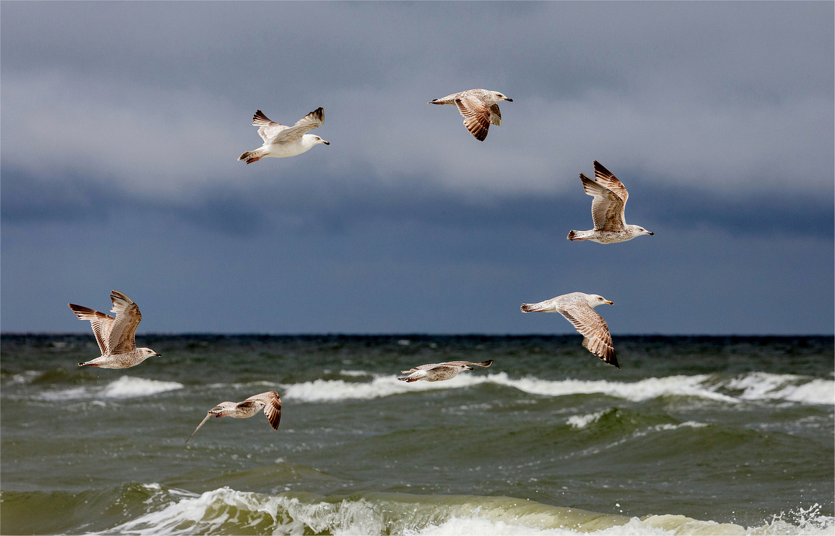 Möwen vor Zingst 