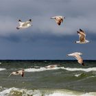 Möwen vor Zingst 