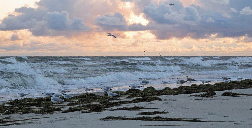 Möwen vor Zingst