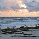 Möwen vor Zingst