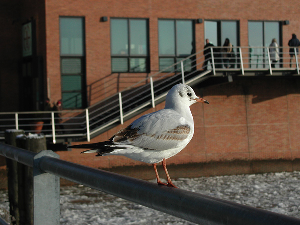 Möwenalarm