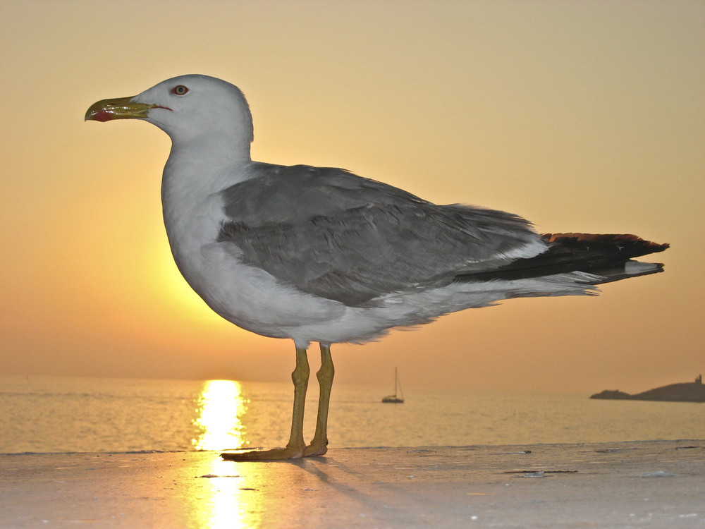 Möwenalltag auf Elba