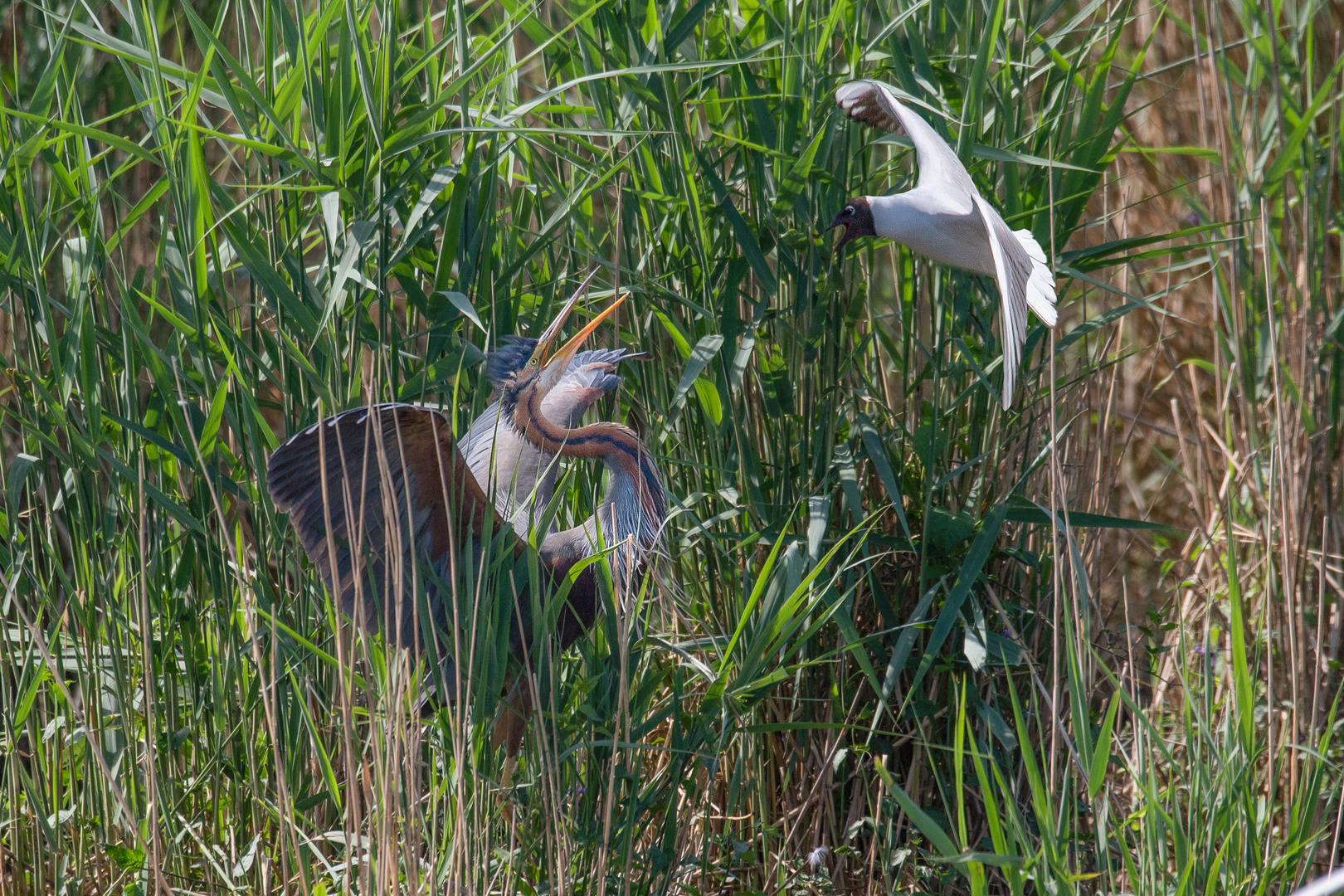 Möwenangriff auf Purpur-Reiher am, 18.05.2022