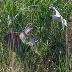 Möwenangriff auf Purpur-Reiher am, 18.05.2022