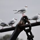 Möwenauf Wartestand