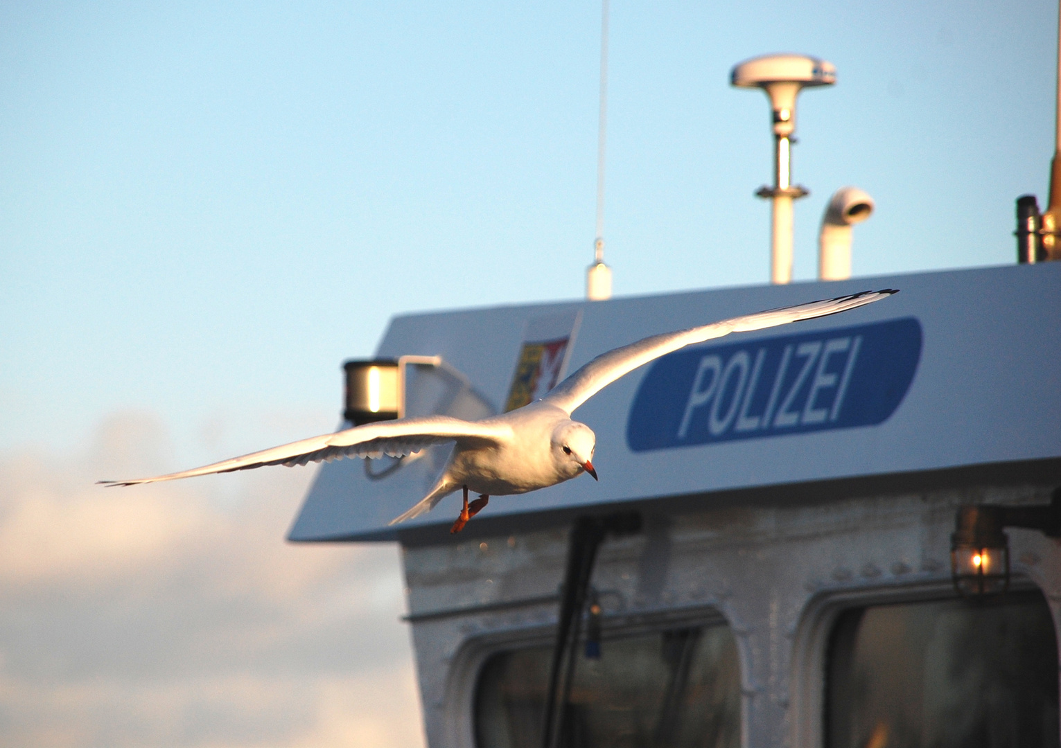 Möwenbild Polizeiboot