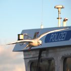 Möwenbild Polizeiboot