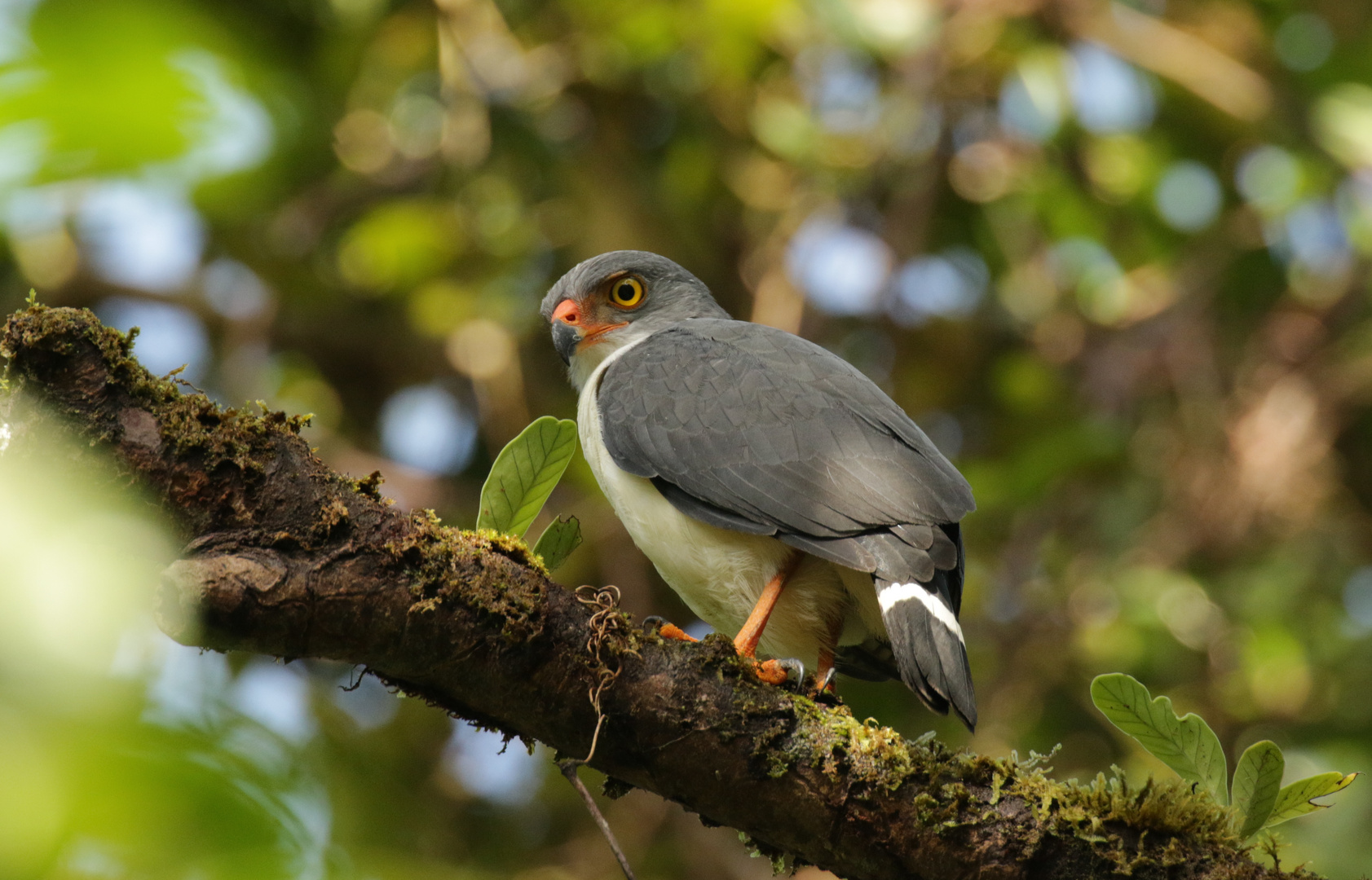 Möwenbussard (Leucopternis semiplumbeus)