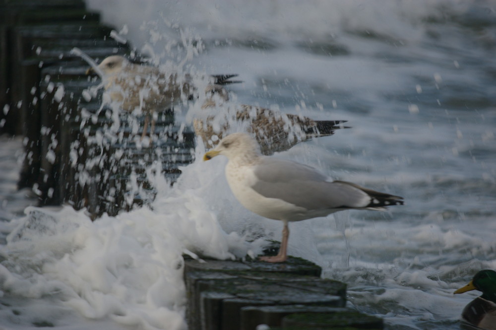 Möwendusche