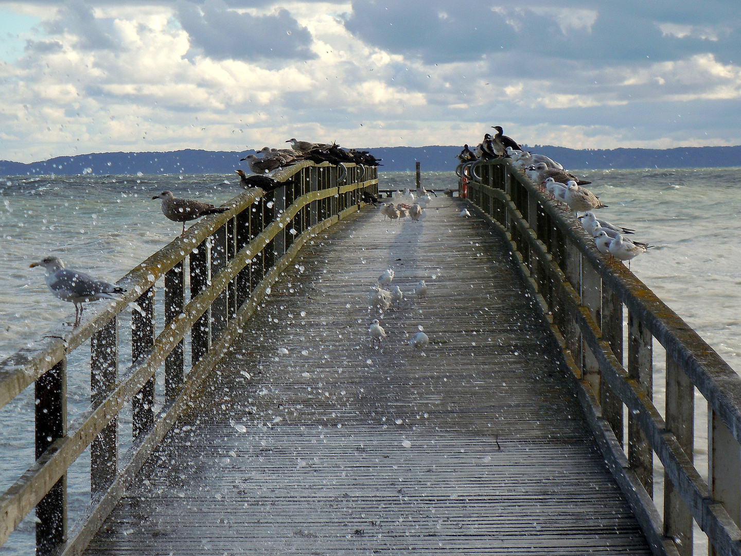 Möwenduschen 