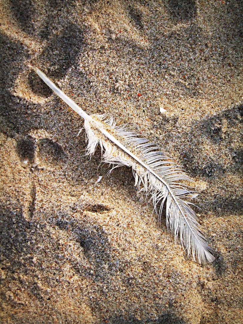 Möwenfeder am Strand