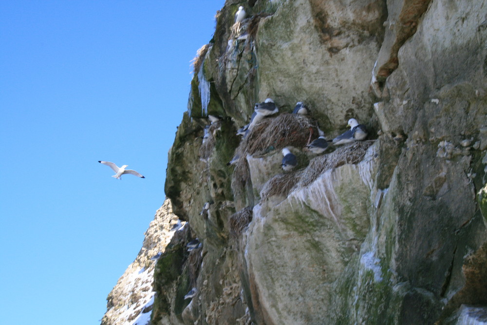 Möwenfelsen im Norden Dänemarks