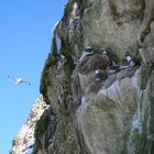 Möwenfelsen im Norden Dänemarks