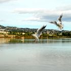 Möwenflug am Salzsee