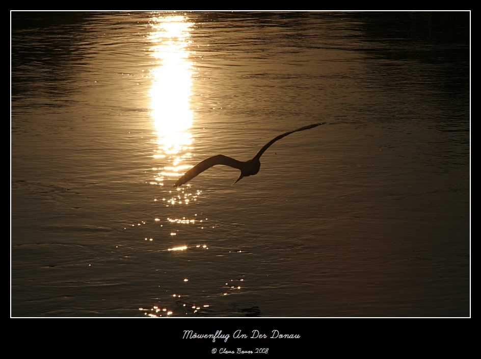 Möwenflug an der Donau