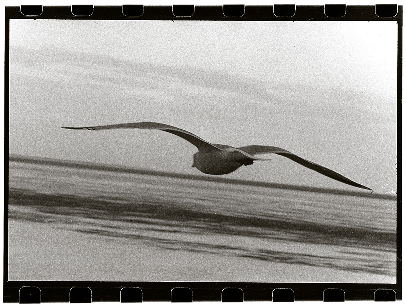 Möwenfotographie: a) von hinten