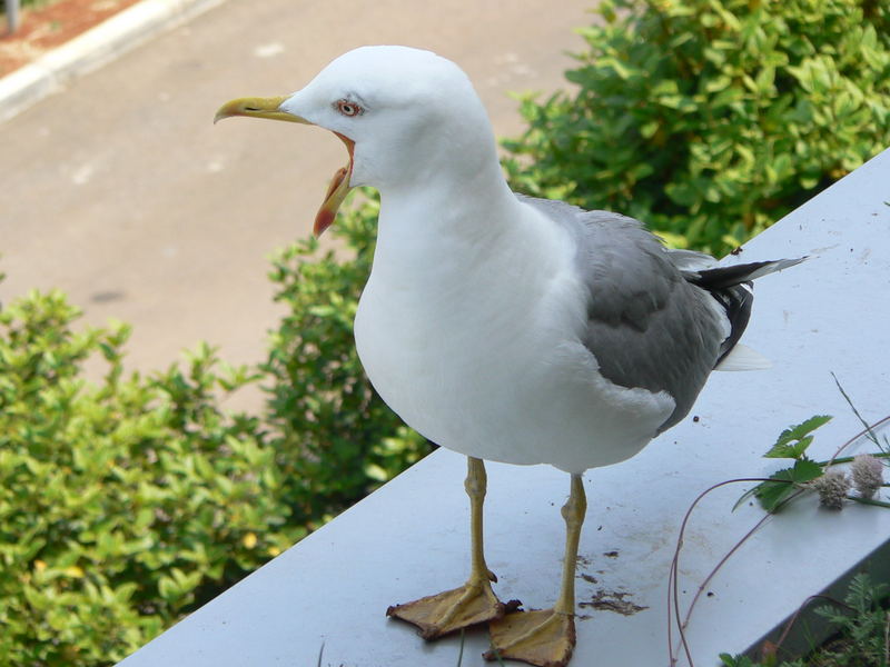 Möwenfreundschaft in Vrsar/Kroatien