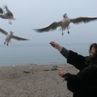 Möwenfütteerung am Strand