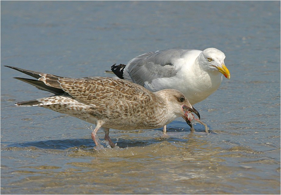 Möwenfütterung (2)