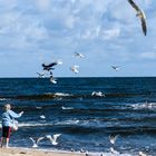 Möwenfütterung am Strand von Koserow