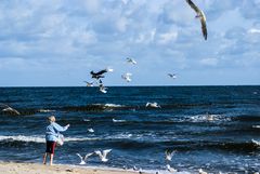 Möwenfütterung am Strand von Koserow