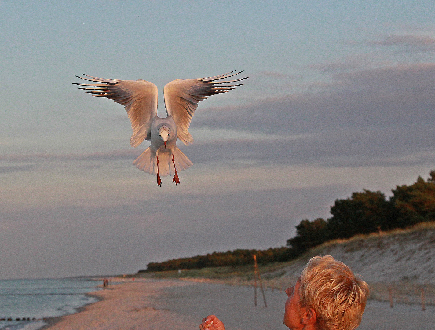 Möwenfütterung am Strand von Prerow