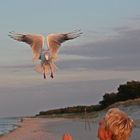 Möwenfütterung am Strand von Prerow