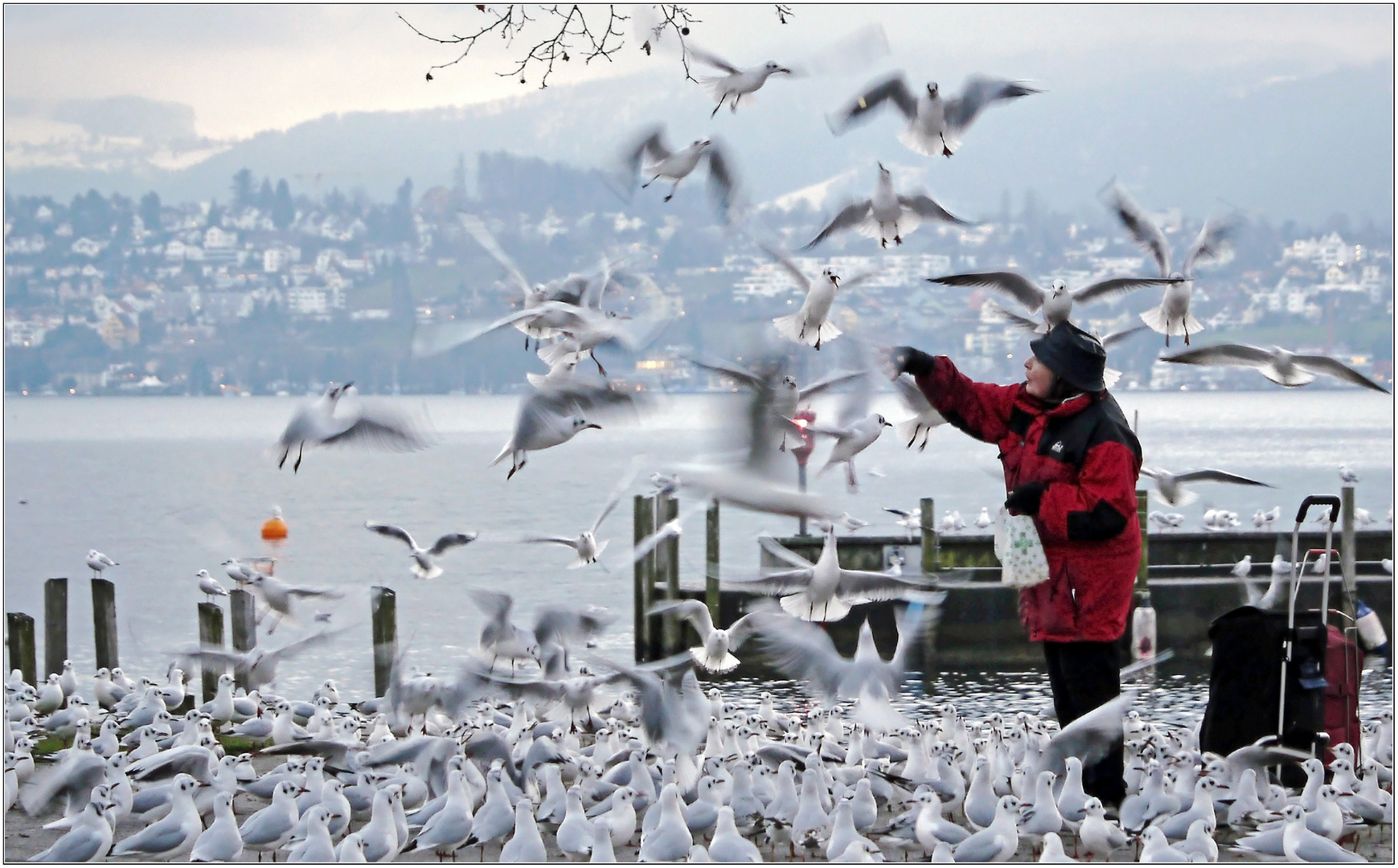 Möwenfütterung am Zürichsee