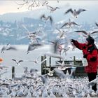 Möwenfütterung am Zürichsee