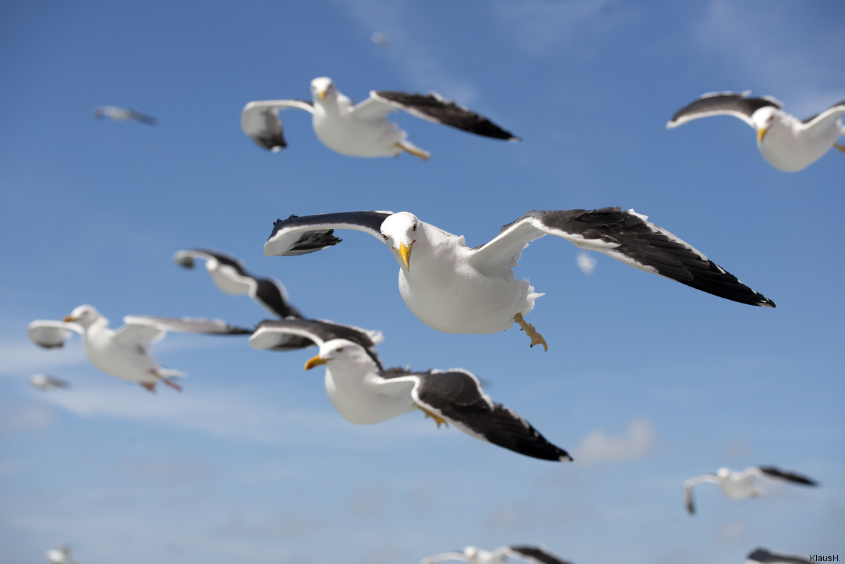 ~ Möwengeschwader im Anflug ~