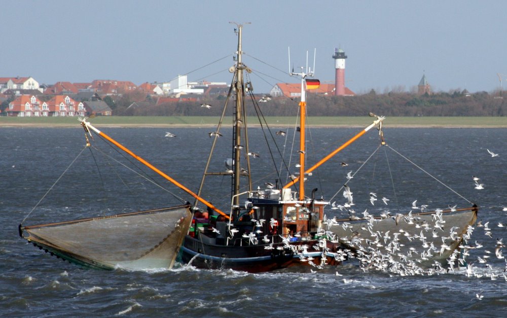 Möwengewusel hinter nem Krabbenkutter vor Wangerooge