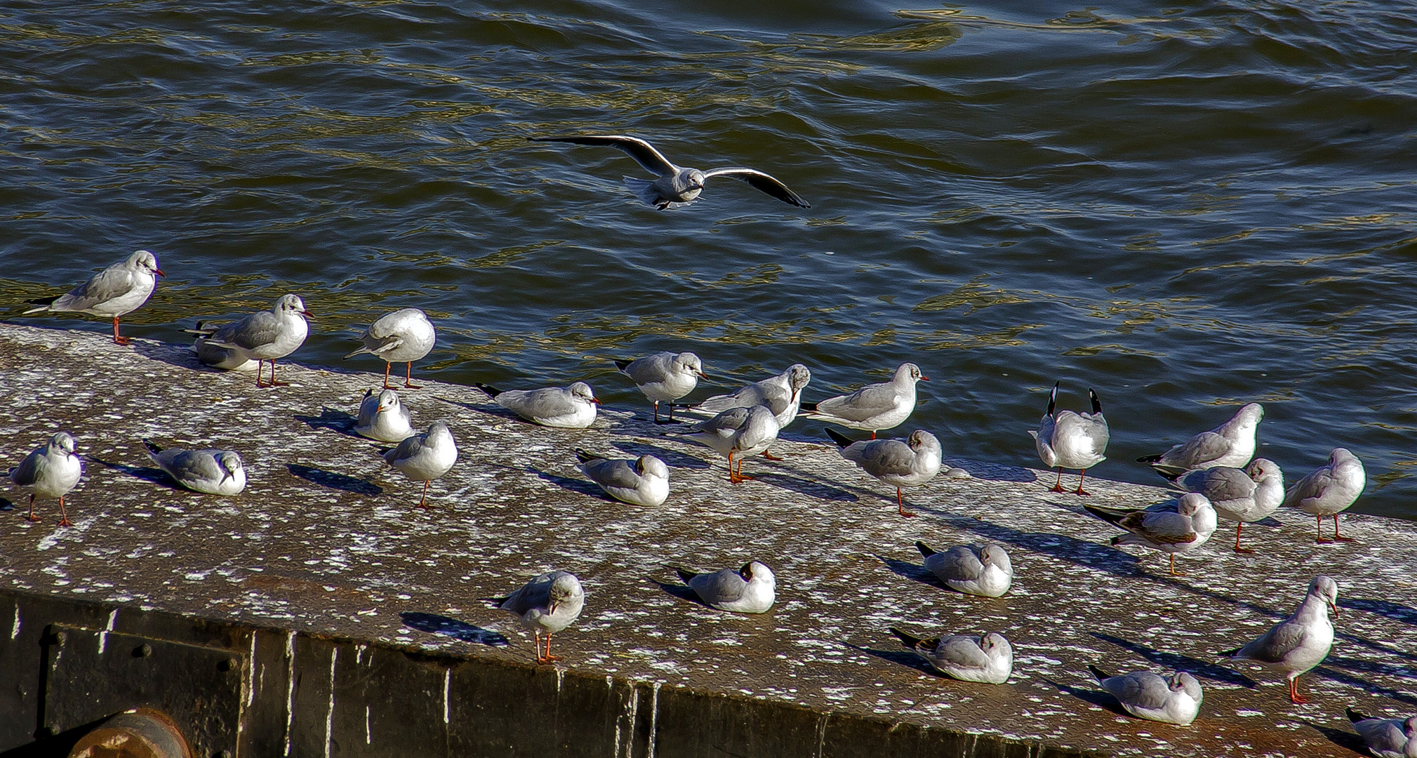 Möweninsel...