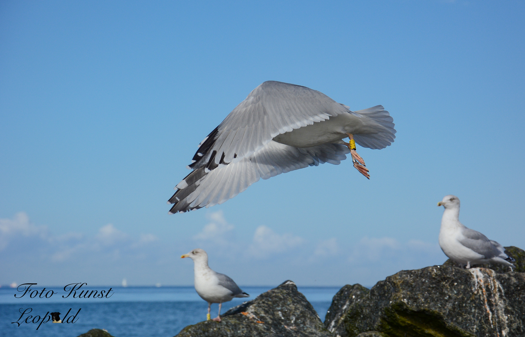 Möweninsel