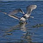 ... Möwenjagd (I) ... / ... mouettes en chasse (I) ...