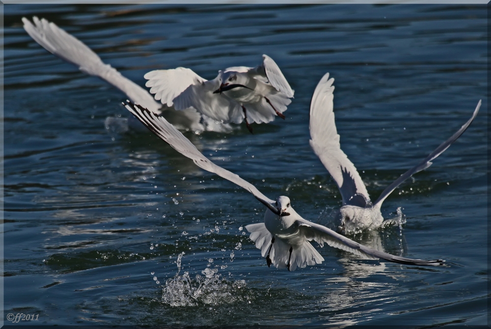 ... Möwenjagd (III) ... / ... mouettes en chasse (III) ...