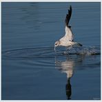 ... Möwenjagd (IV) ... / ... mouettes en chasse (IV) ...