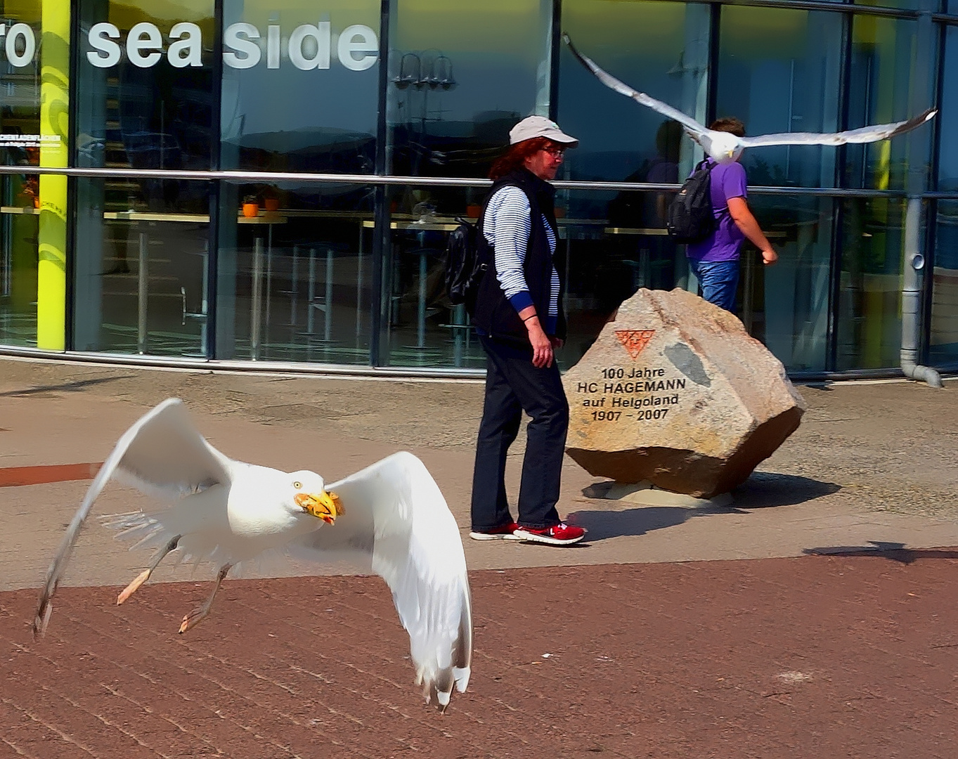 Möwenklau auf Helgoland - das fliegende Brötchen