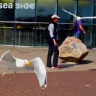 Möwenklau auf Helgoland - das fliegende Brötchen