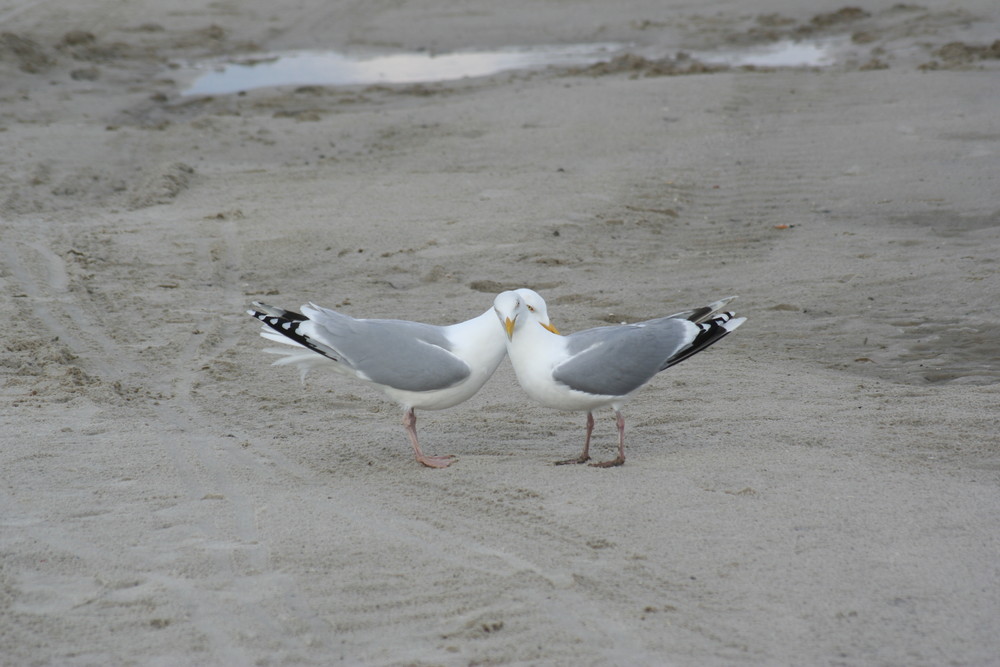 Möwenliebe