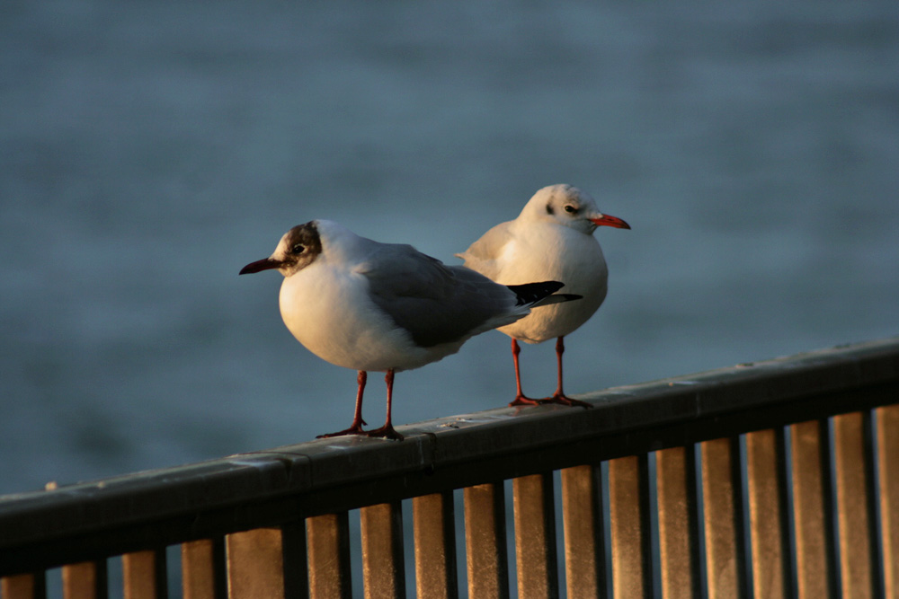 Möwenliebe