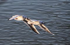 Möwenpaar am Rhein