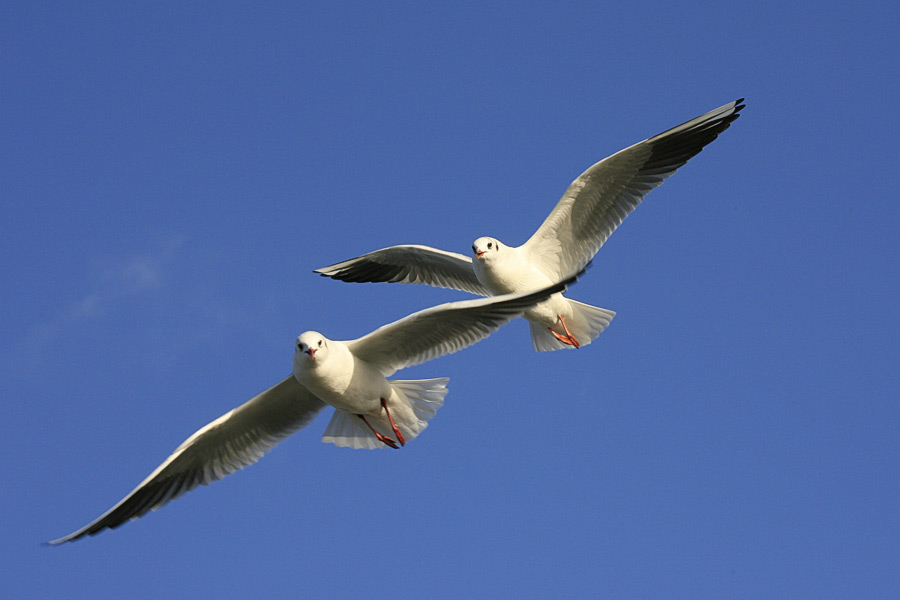 Möwenpaar im Anflug