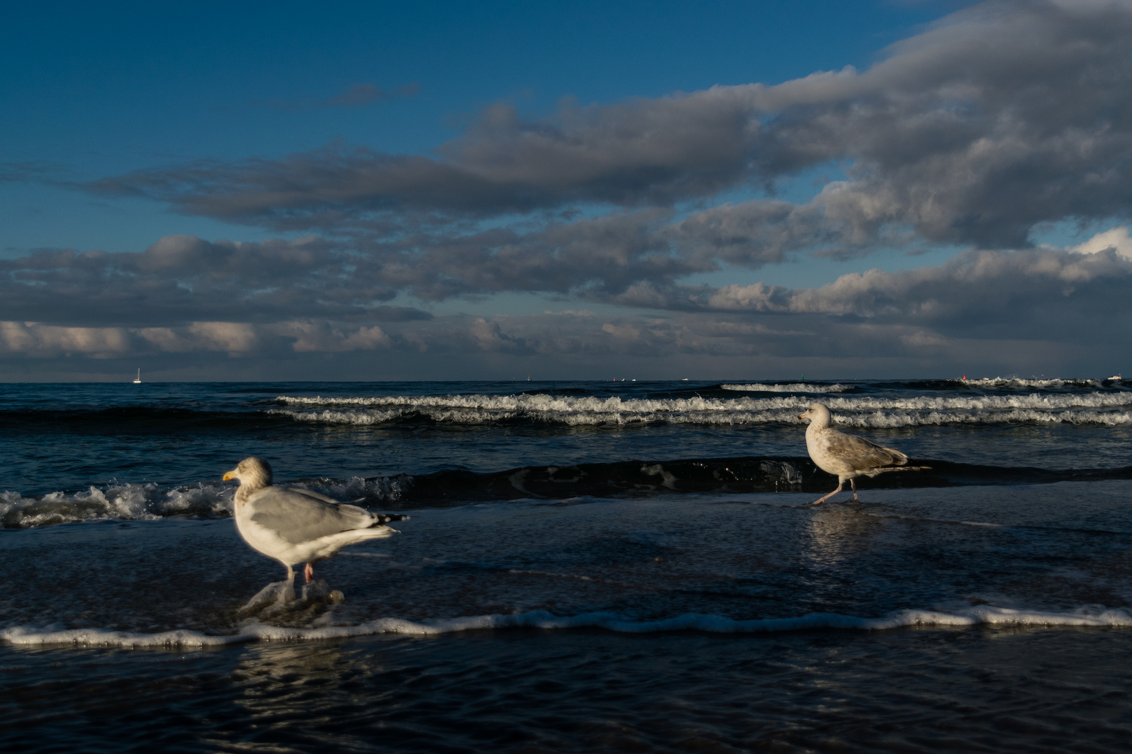 Möwenpärchen am Strand