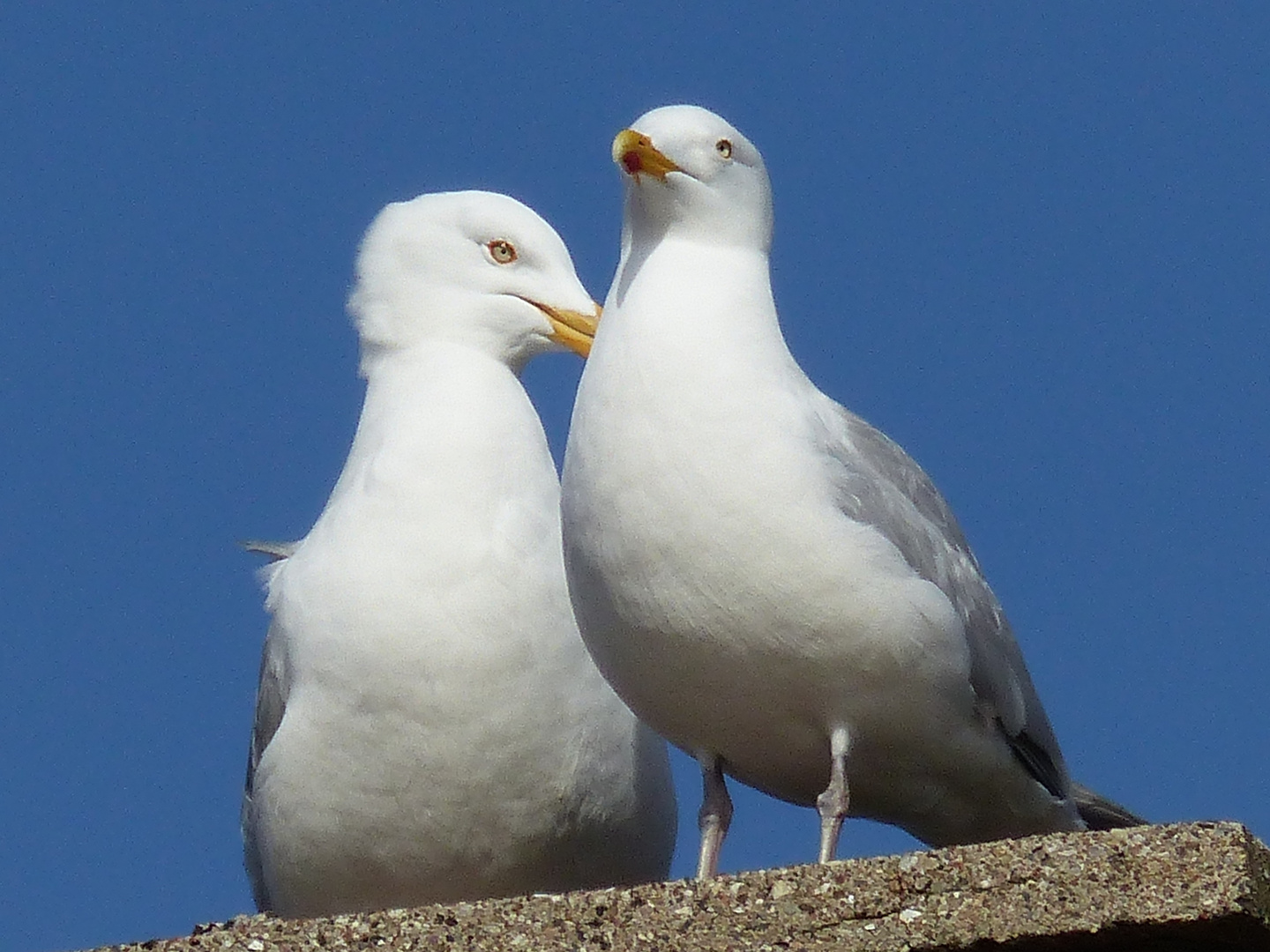 Möwenpärchen auf dem Dach